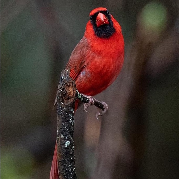 Meet your Posher, Blanca - Picture 1 of 1